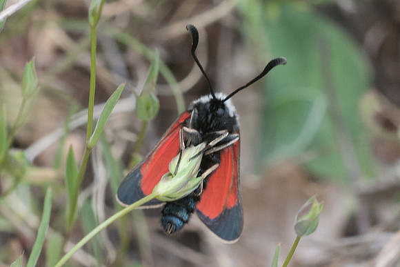 Zygaena rhadamanthus-1224 - Signes - 21/05/21