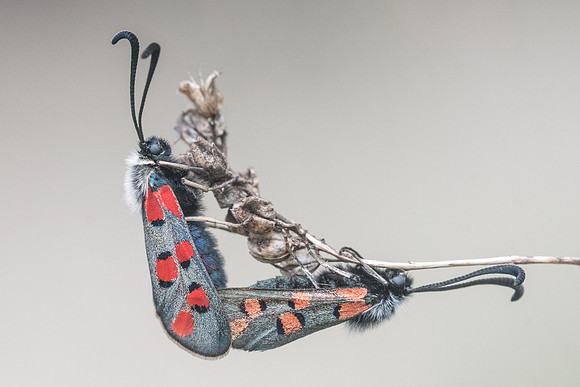 Zygaena rhadamanthus - 3318 - Sournia - 18/05/23