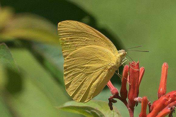 Phoebis agarithe ♂-4088