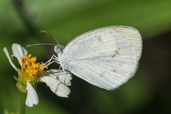 Eurema daira ♀-4068 - Cancun - 31/05/18