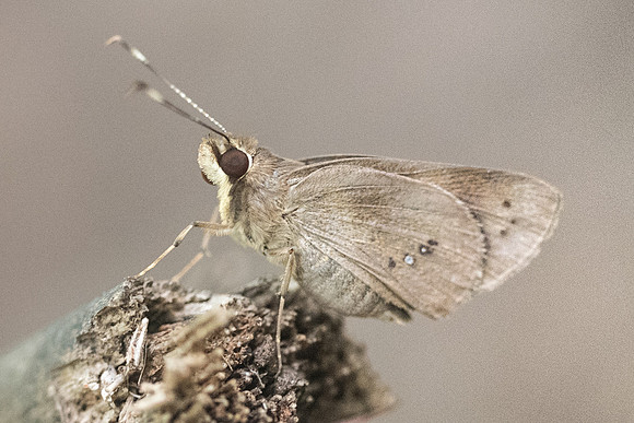 Carystoides sp-  3929