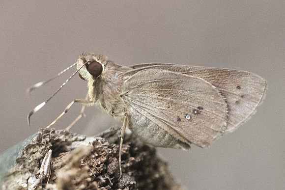Carystoides sp 3930