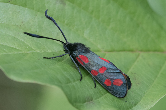 Zygaena filipendulae - 5827 - Aprey - 30/07/21
