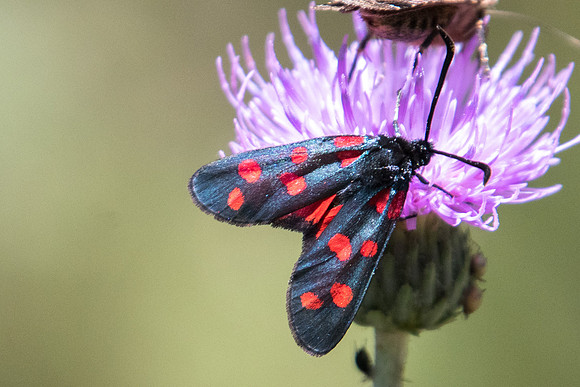 Zygaenae flipendulae id--0333 -Le Monetier les bains - 17/07/22
