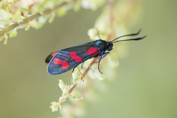 Zygaena filipendulae - Précy