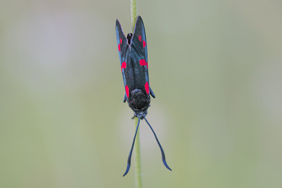 Zygaena filipendulae-5380 - Cipieres - 5/07/20