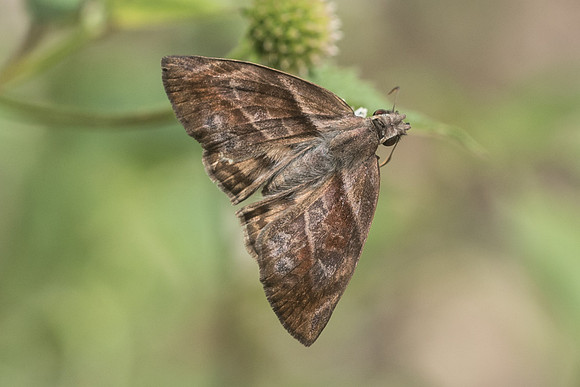 Timochares trisfasciata-6547
