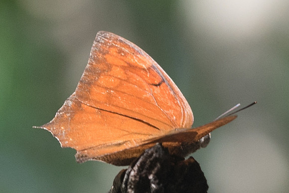 Anaea aidea-6415 - Uxmal - 7/06/18
