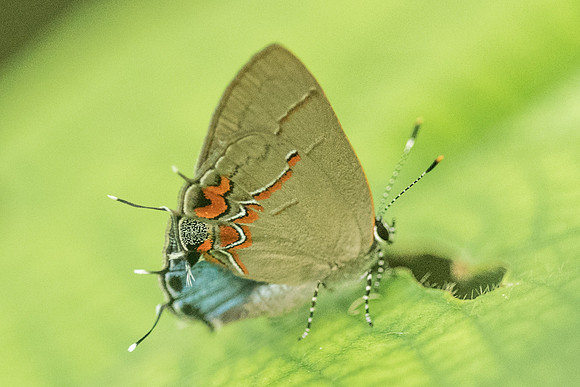 Calycopis origo --1