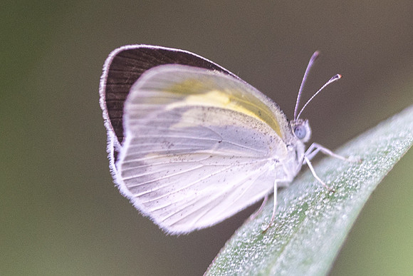 Eurema daira sidona-6317 - Uxmal 7/06/18