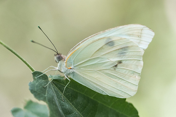 Ganyra josephina-6190