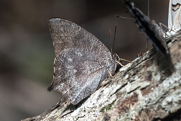 Anaea aidea -6424 Uxmal 7/06/18