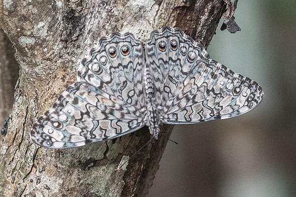 Hamartia februa-6397 - Uxmal - 7/06/18