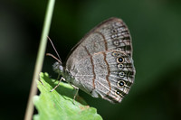 Hermeuptychia sosybius-6119 - 6/06/18