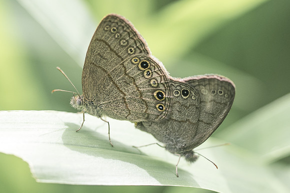 Hermeuptychia sosybius-6277