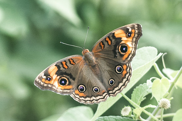 Junonia coenia-6465