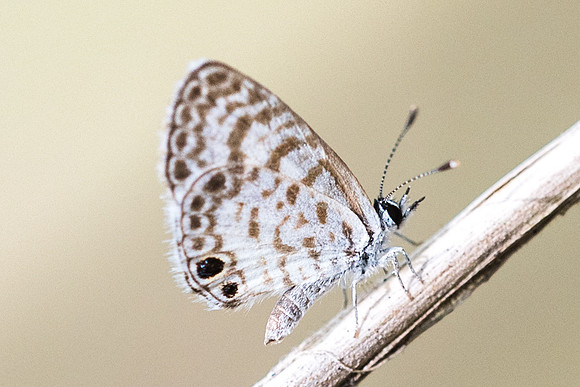 Leptotes cassius --6241
