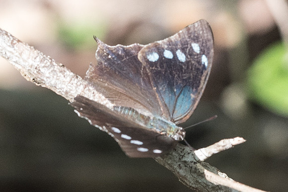 Menphis arginussa-6408