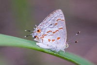 Ministrymon clytie