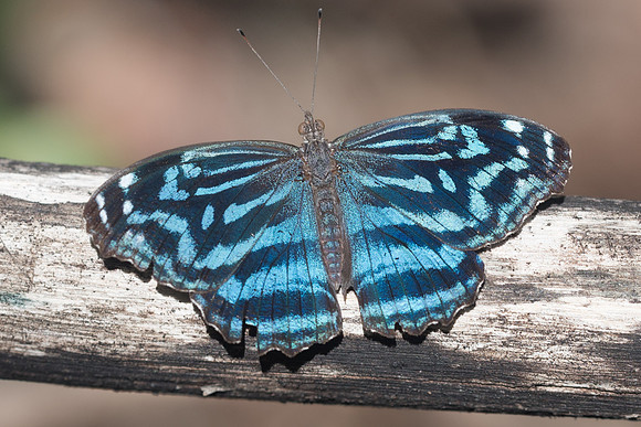 Myscelia ethusa-6404
