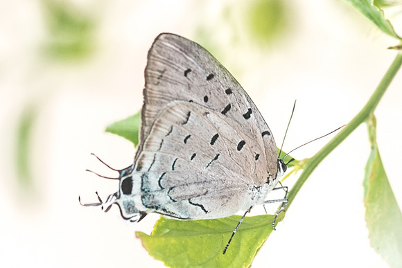 Pseudolycaena marsyas-6474- Xenote selva maya - 8/06/18