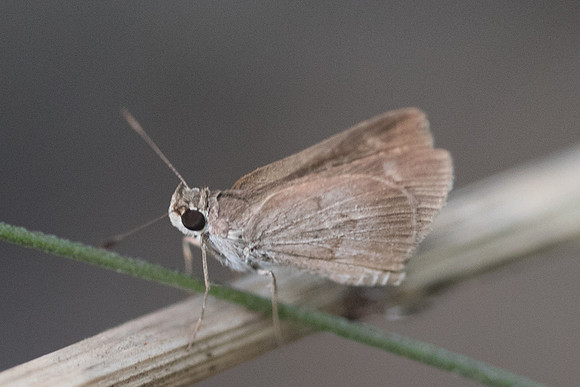 Saliana fusta-6337