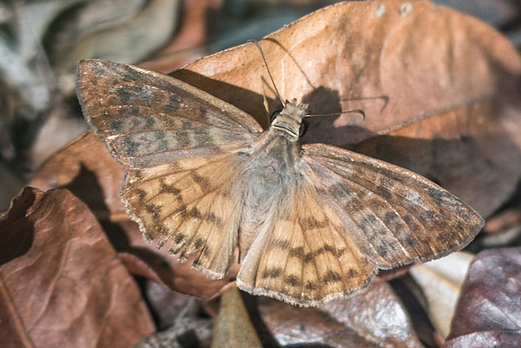 Timochares ruptifasciata-6359