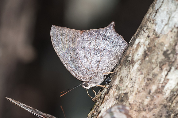 Anaea aidea-6396 Uxmal 7/06/18