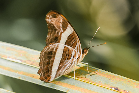 Adelpha fessonia-5965