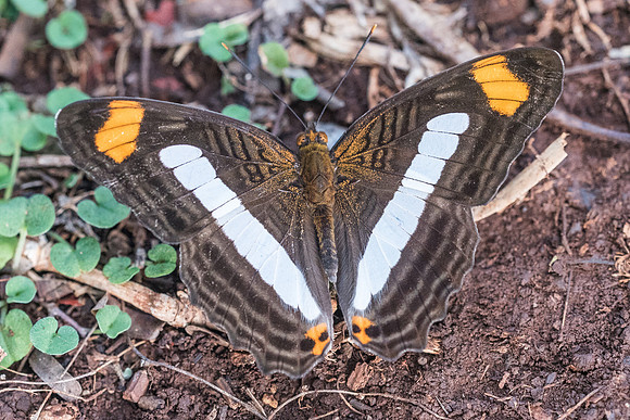 Adelpha paraena massilia-5926 - Uxmal - 4/06/18
