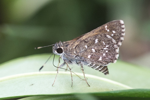 Amblyscirtes tolteca prenda-5865