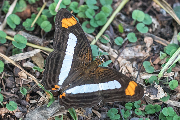 Adelpha paraena massilia-5879 - Uxmal - 4/06/18