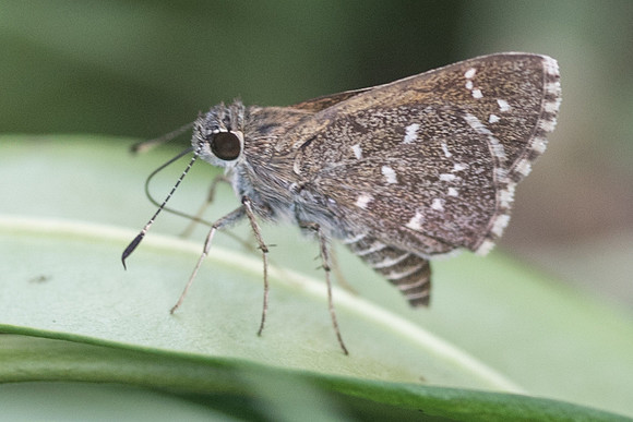 Amblyscirtes tolteca prenda-5866