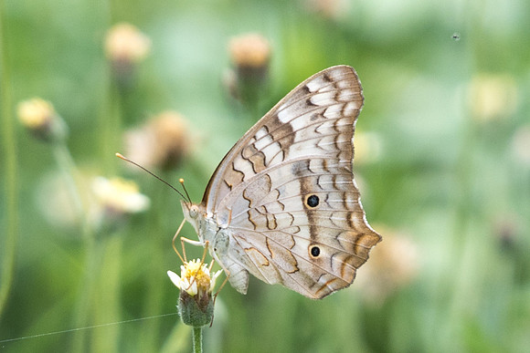 Anartia jatrophea-5982