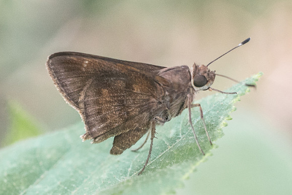 Cymaenes odilla-6022