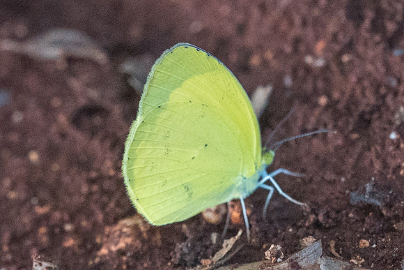 Eurema dina-5938 - Uxmal