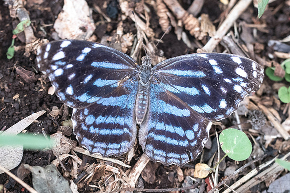Myscelia ethusa-5851