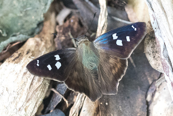 Polygonus manueli ou leo-1