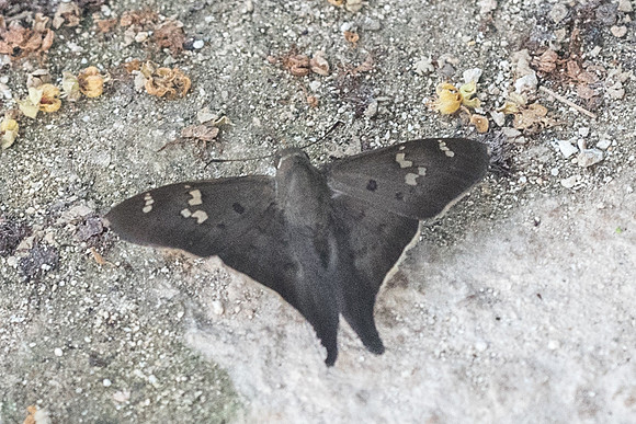Polythrix asine-5935