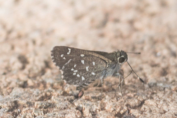 Amblyscirtes tolteca-5184