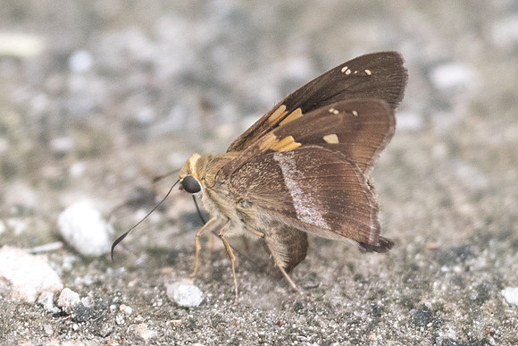 Aguna asander-5392