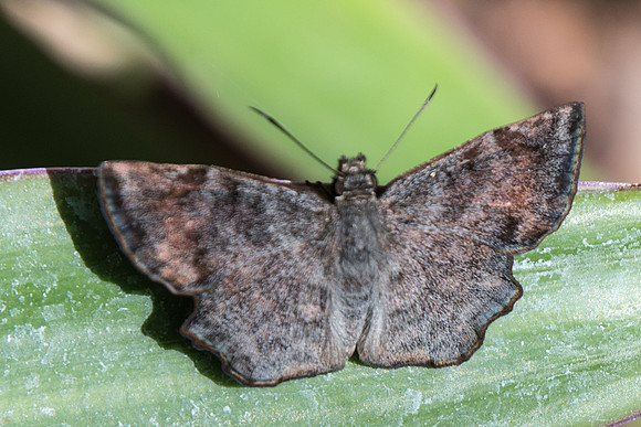 Antigonus erosus-5605