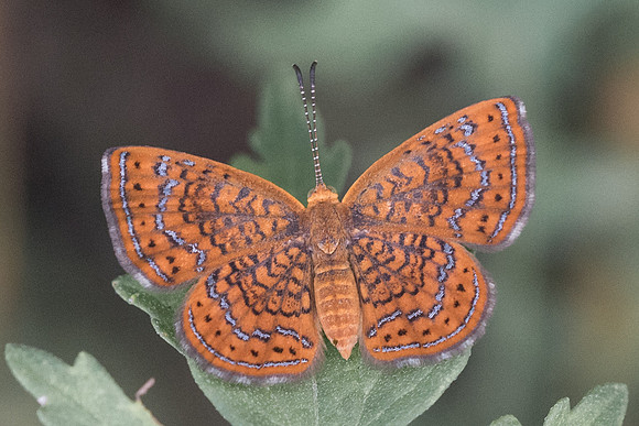 Calephelis laverna-5700