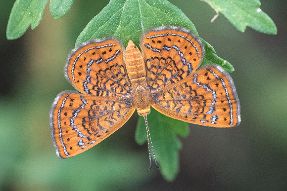 Calephelis sp-5701