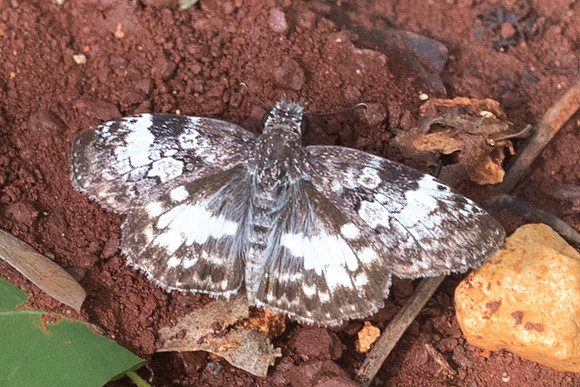 Chiomara asychis-5759