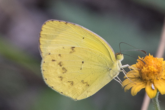 Eurema nise-5528 - Uxmal