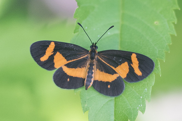 Microtia elva-5325