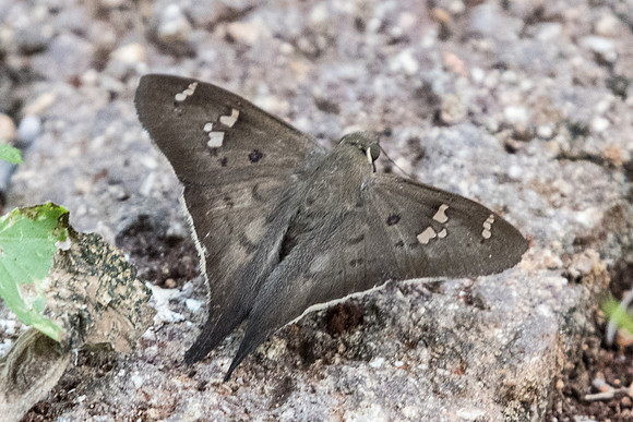Polythrix asine-5301