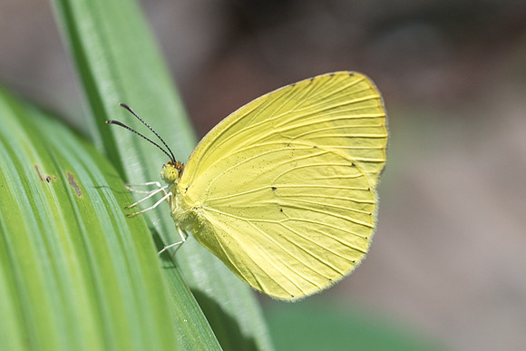 Eurema nise nelphe-5666 - Uxmal