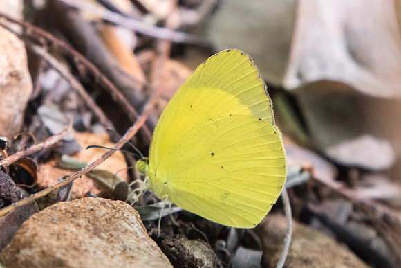 Eurema nise nelphe-5601